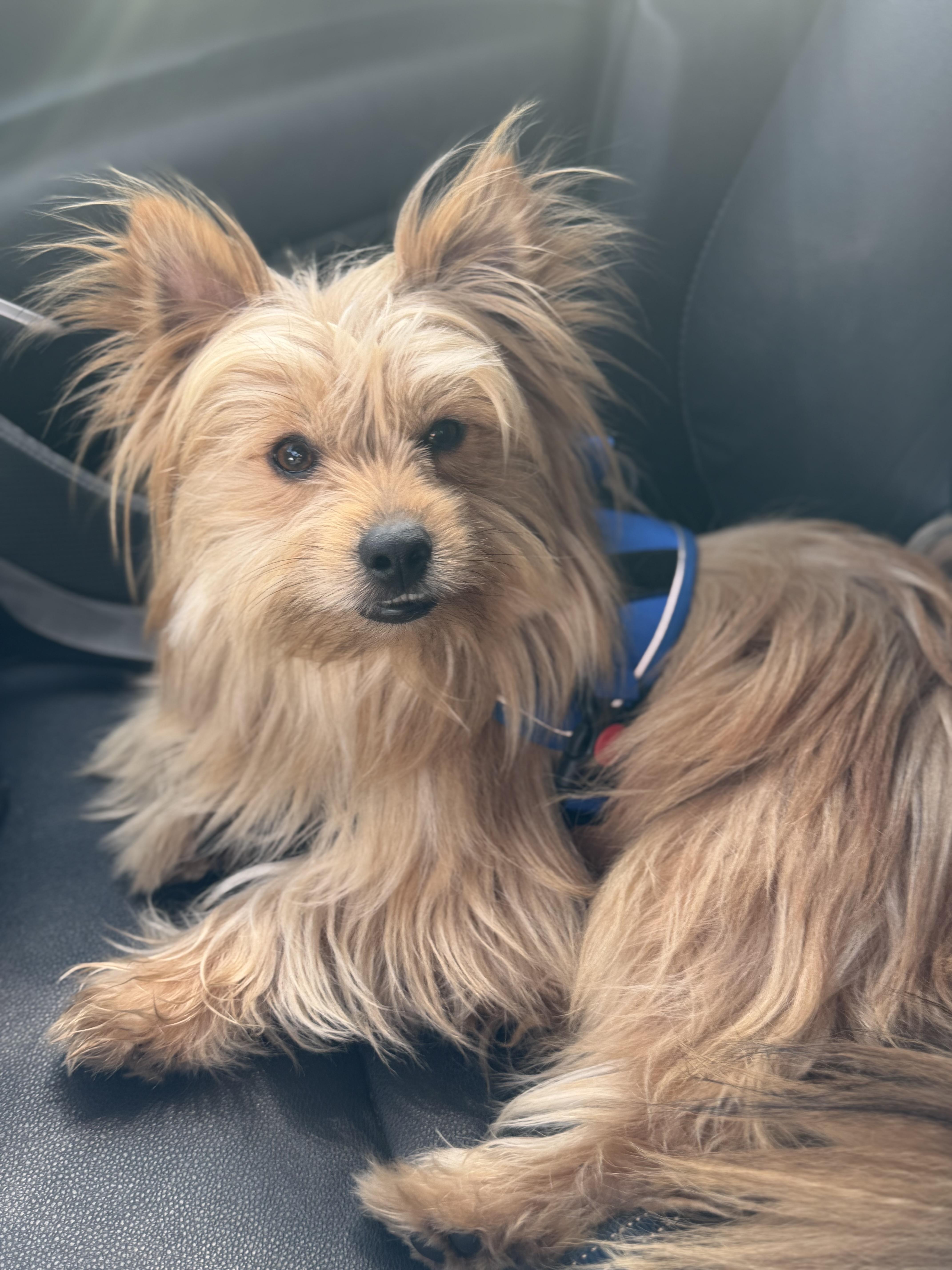 Enlarge Bear, an adopted mixed breed in Yuba City, CA image 4/4