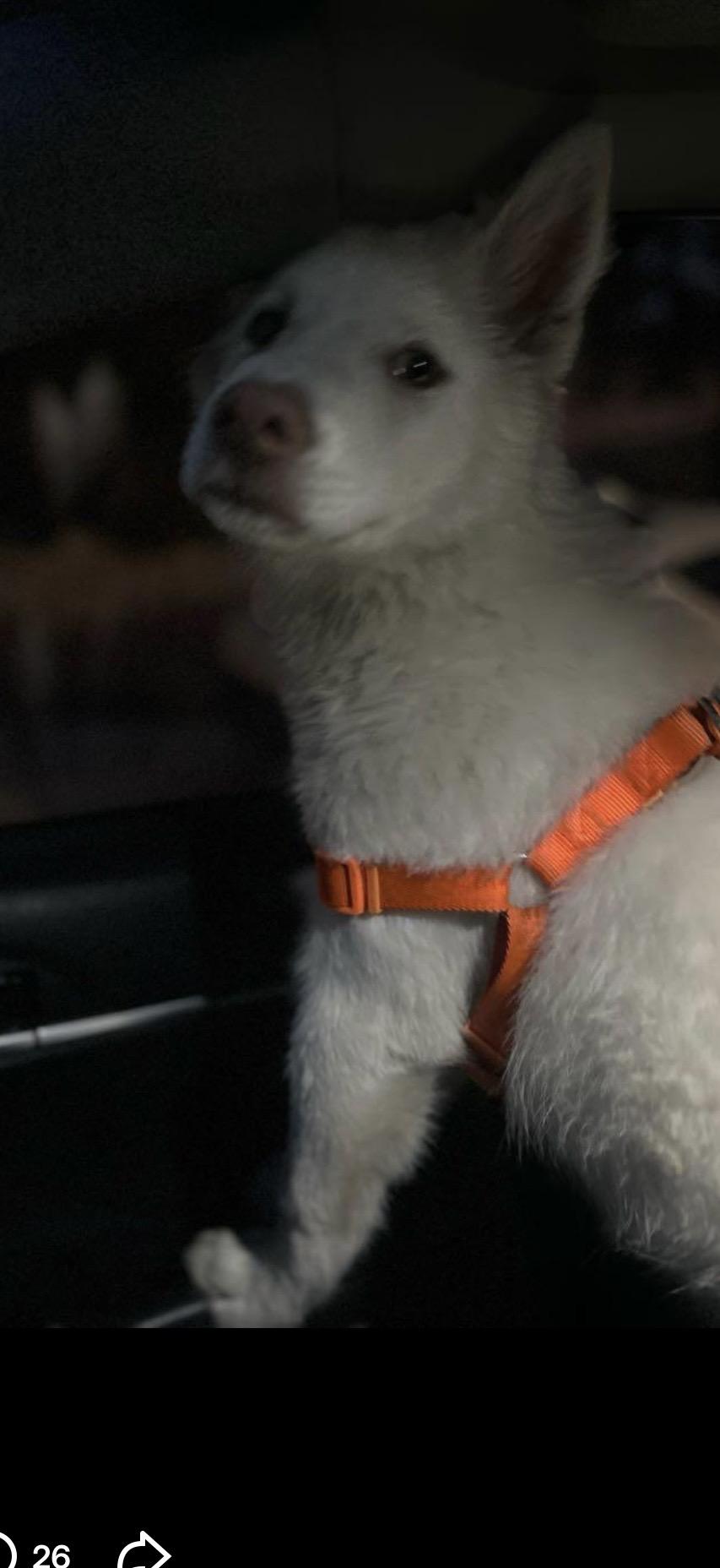 Enlarge Casper, an adopted mixed breed in Norco, CA image 2/6