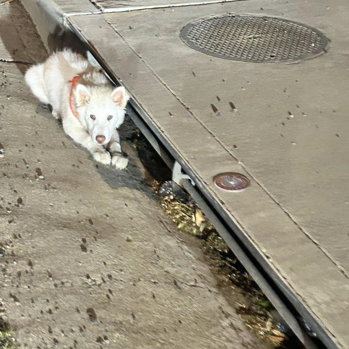 Enlarge Casper, an adopted mixed breed in Norco, CA image 5/6