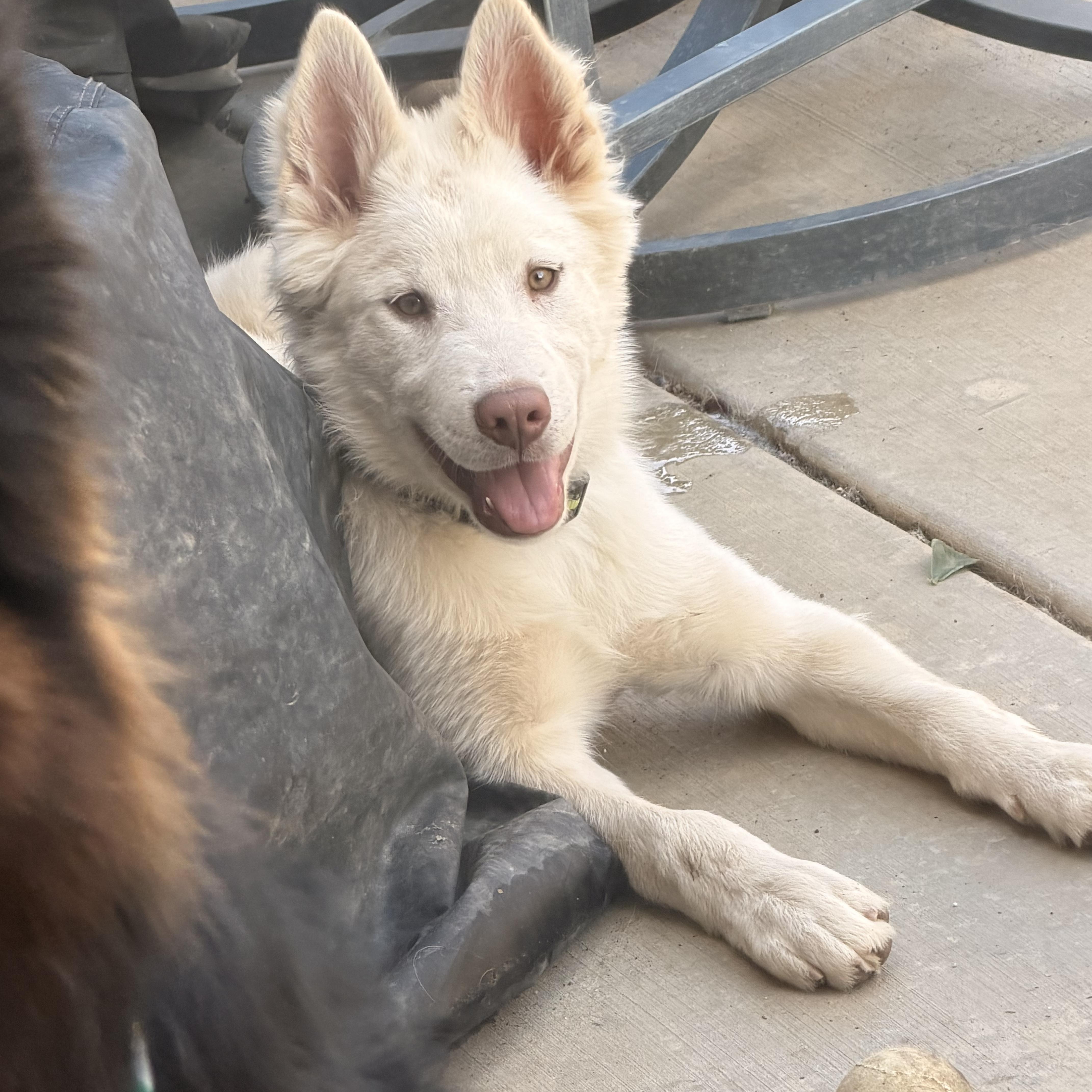 Enlarge Casper, an adopted mixed breed in Norco, CA image 1/6