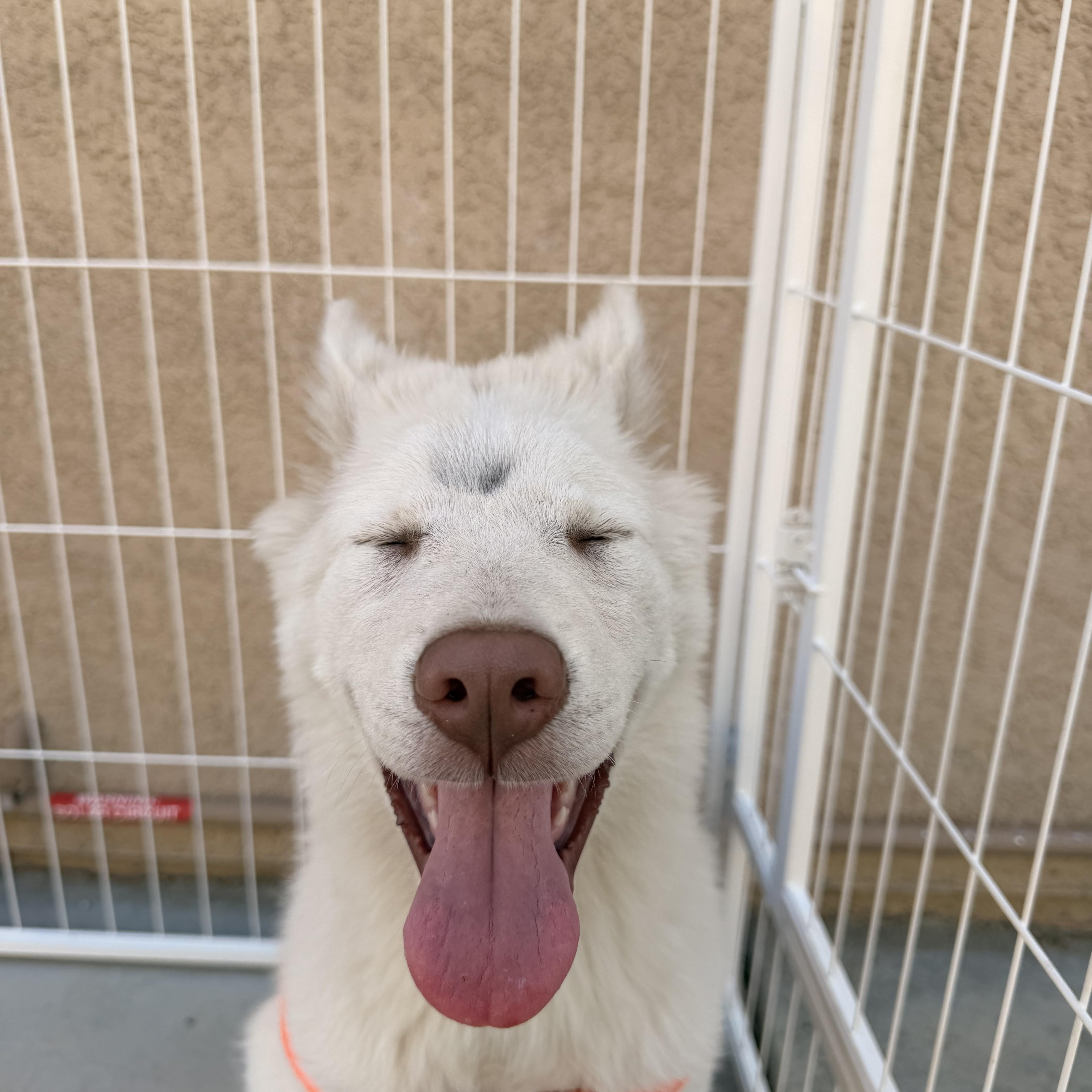 Enlarge Casper, an adopted mixed breed in Norco, CA image 4/6