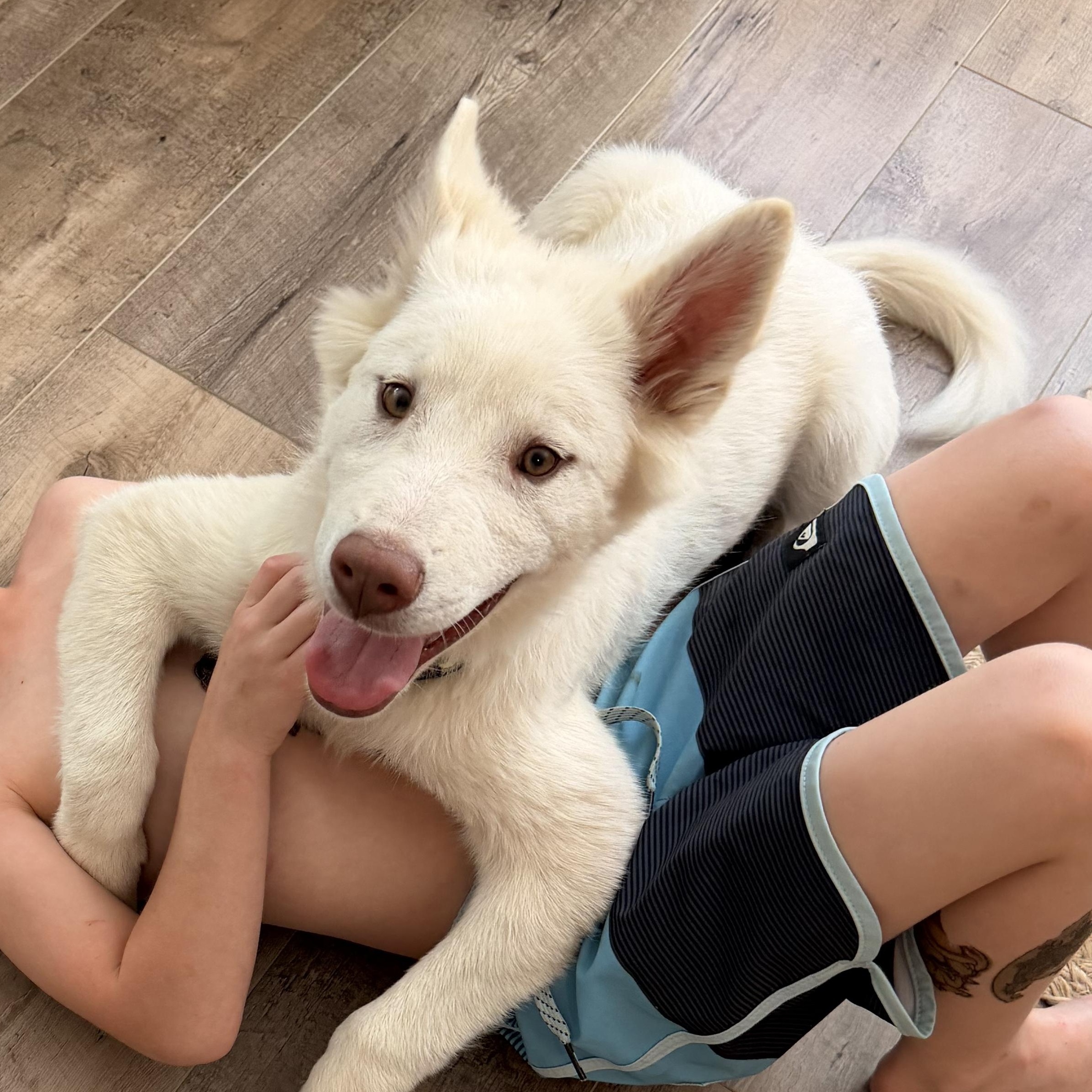 Enlarge Casper, an adopted mixed breed in Norco, CA image 6/6