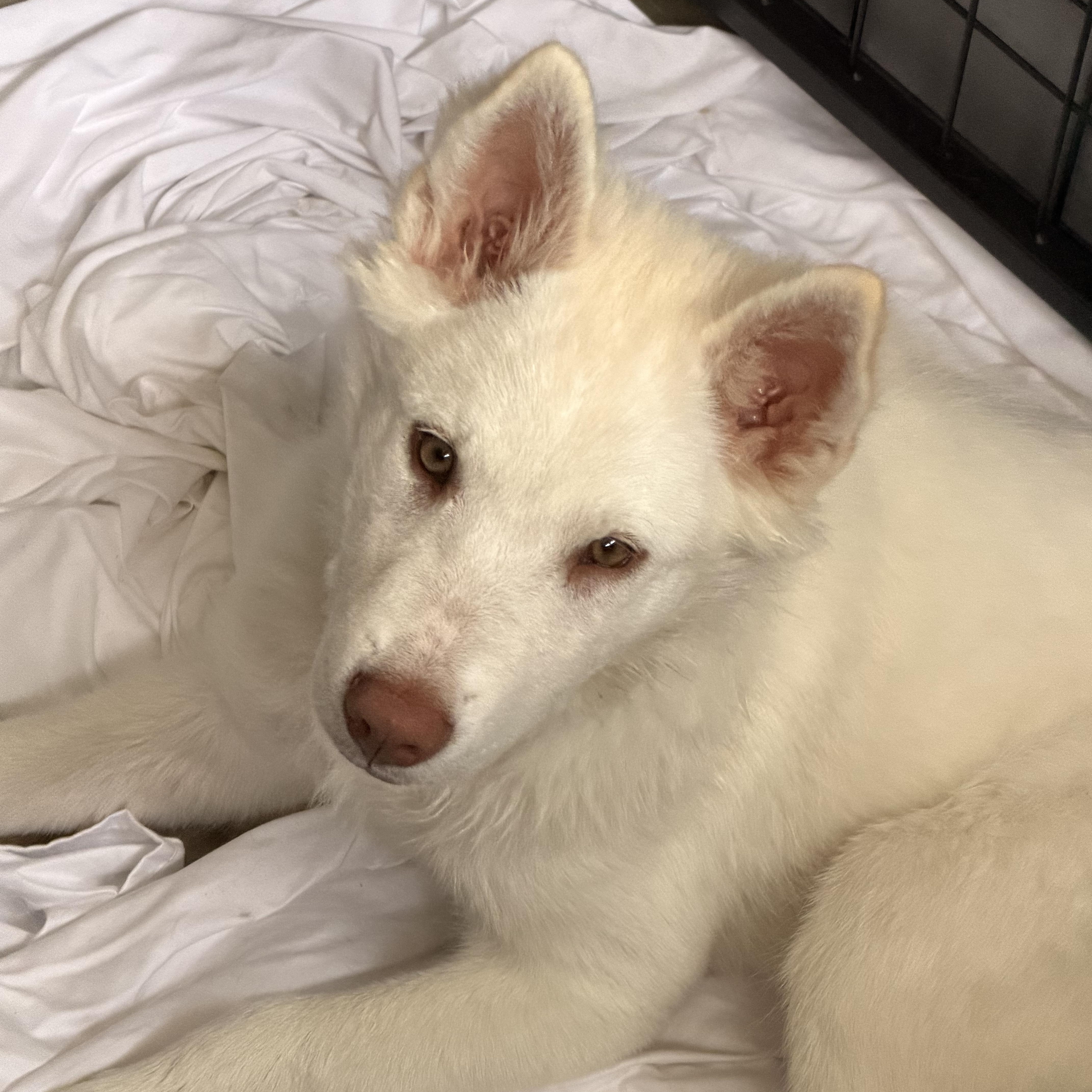 Enlarge Casper, an adopted mixed breed in Norco, CA image 3/6
