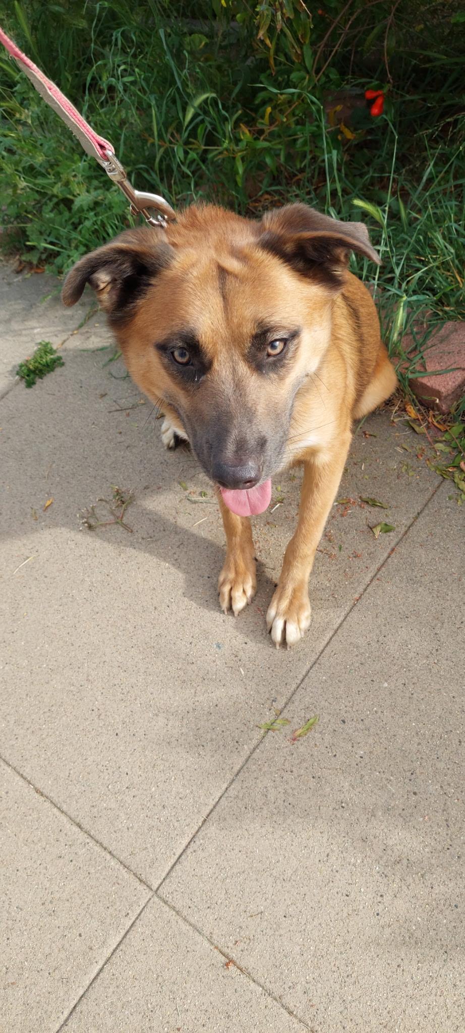 Maggie Mae, Adoptable, Adult Female Schipperke & Siberian Husky.