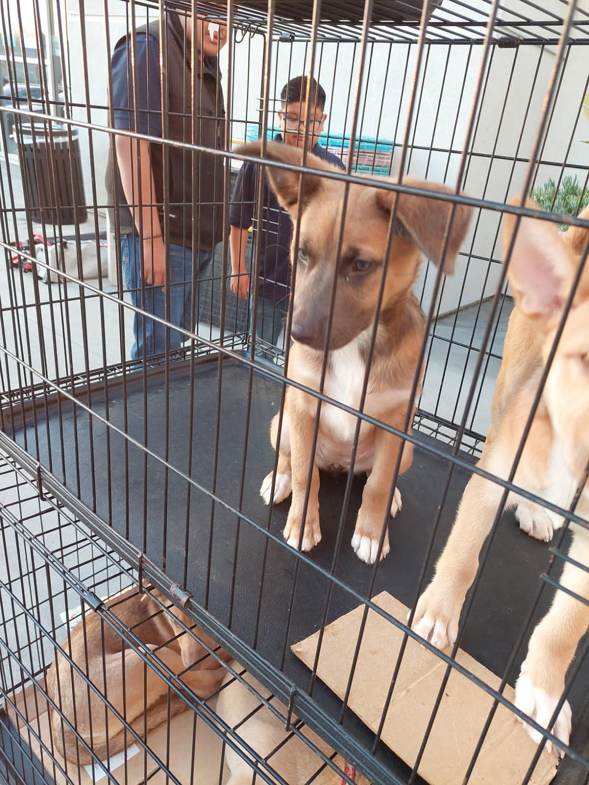 Maggie Mae, a Adoptable mixed breed in Los Angeles, CA image 1/2