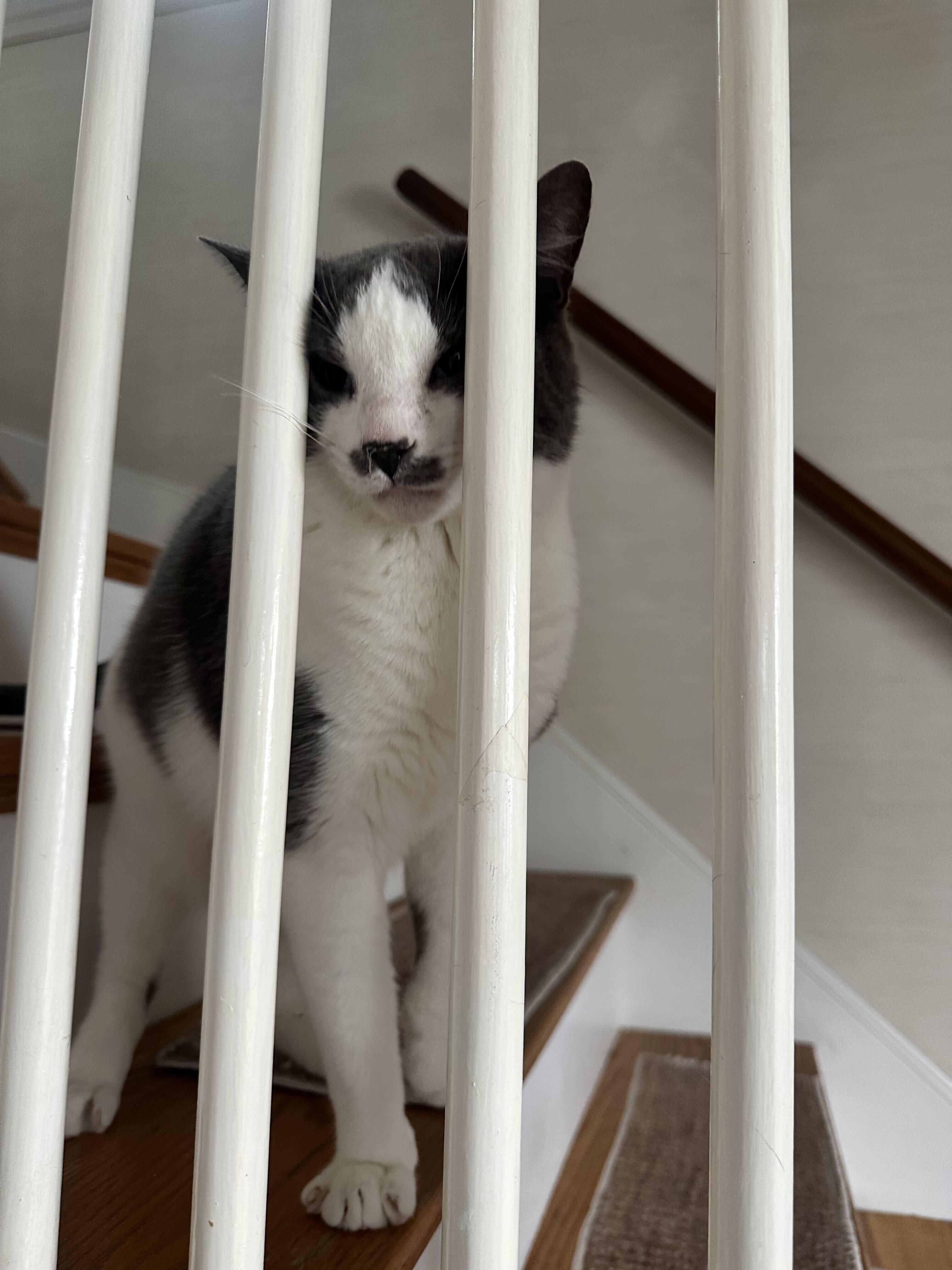 Enlarge Monroe, a Adoptable Domestic Short Hair in Waltham, MA image 4/5