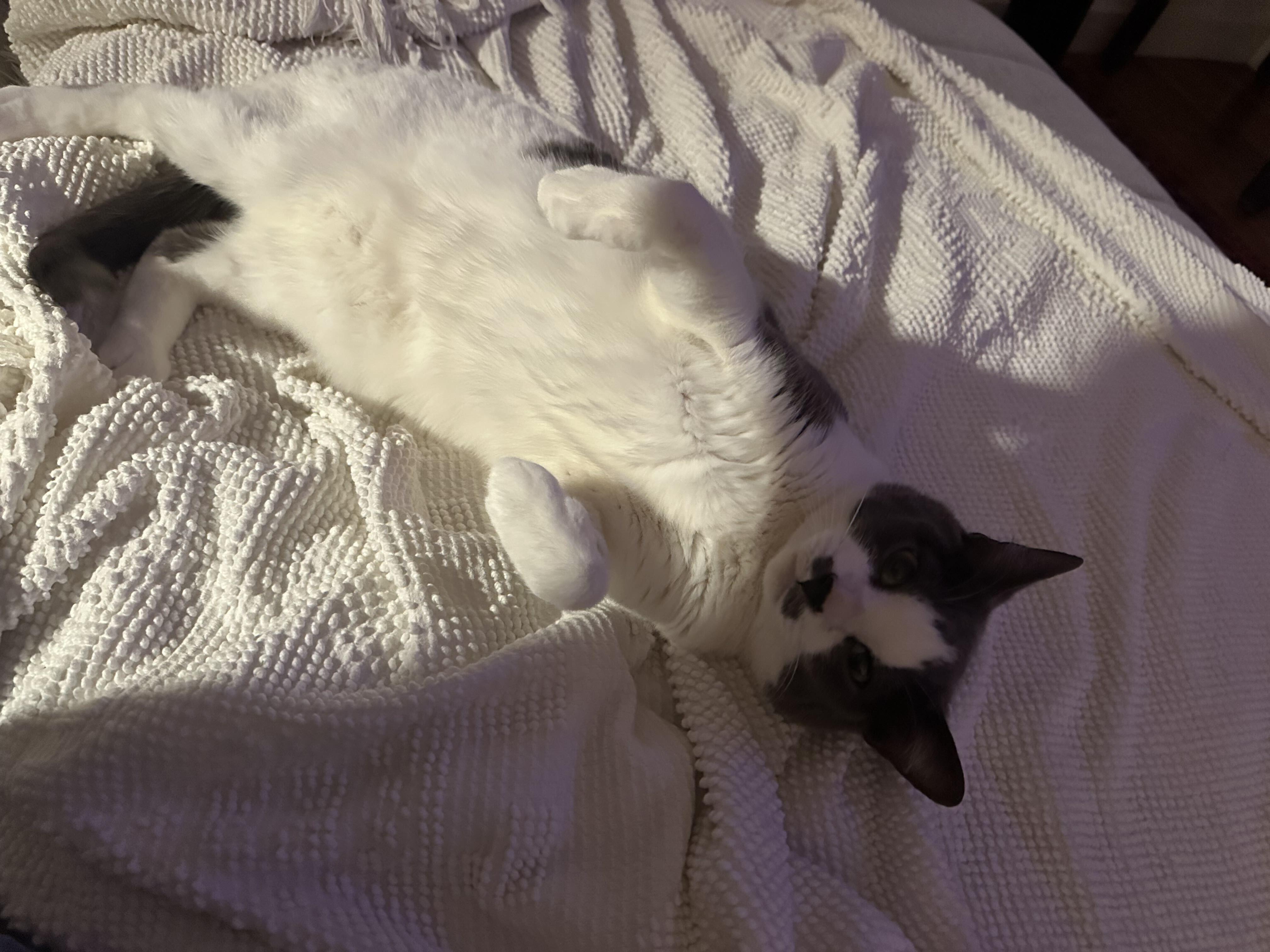 Enlarge Monroe, a Adoptable Domestic Short Hair in Waltham, MA image 3/5