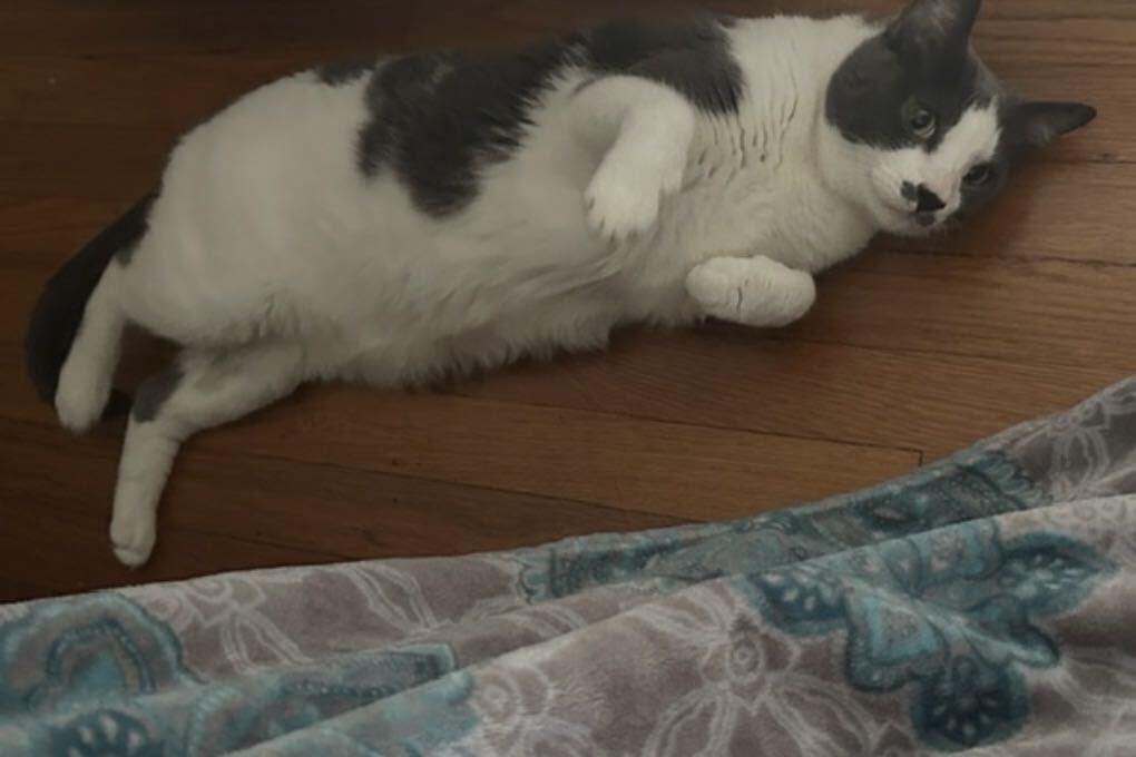 Enlarge Monroe, a Adoptable Domestic Short Hair in Waltham, MA image 2/5