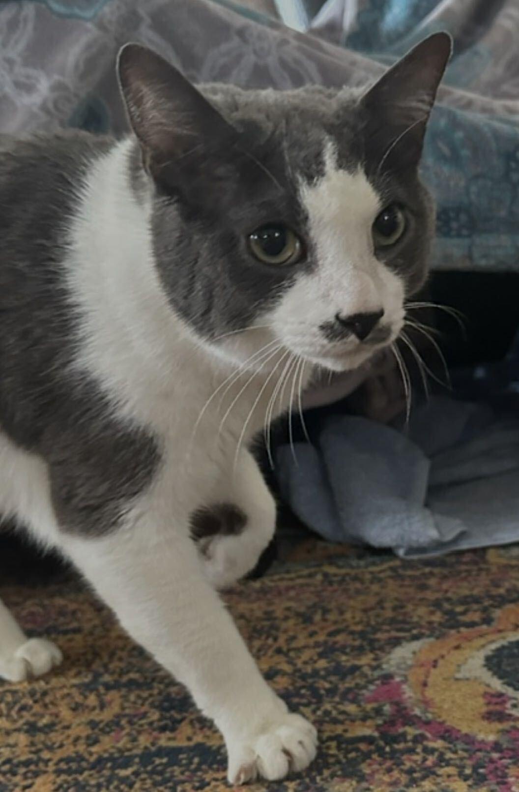 Enlarge Monroe, a Adoptable Domestic Short Hair in Waltham, MA image 1/5