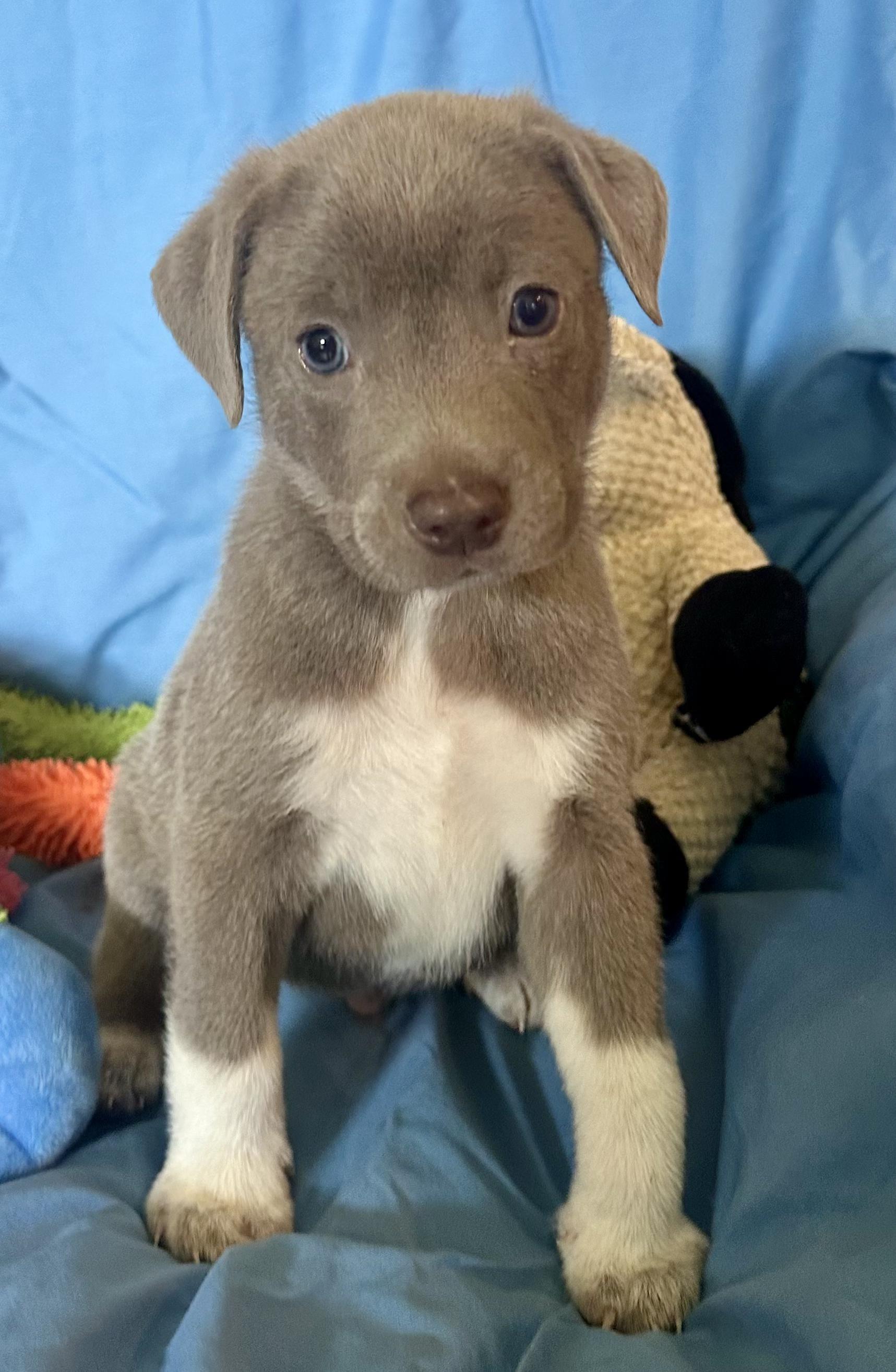 Peanut