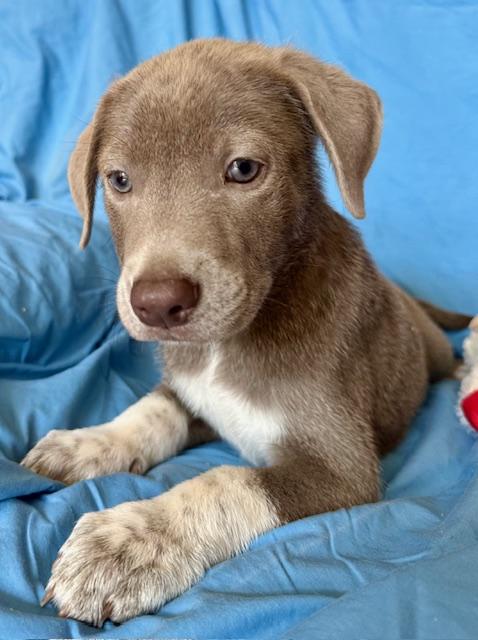 Peanut