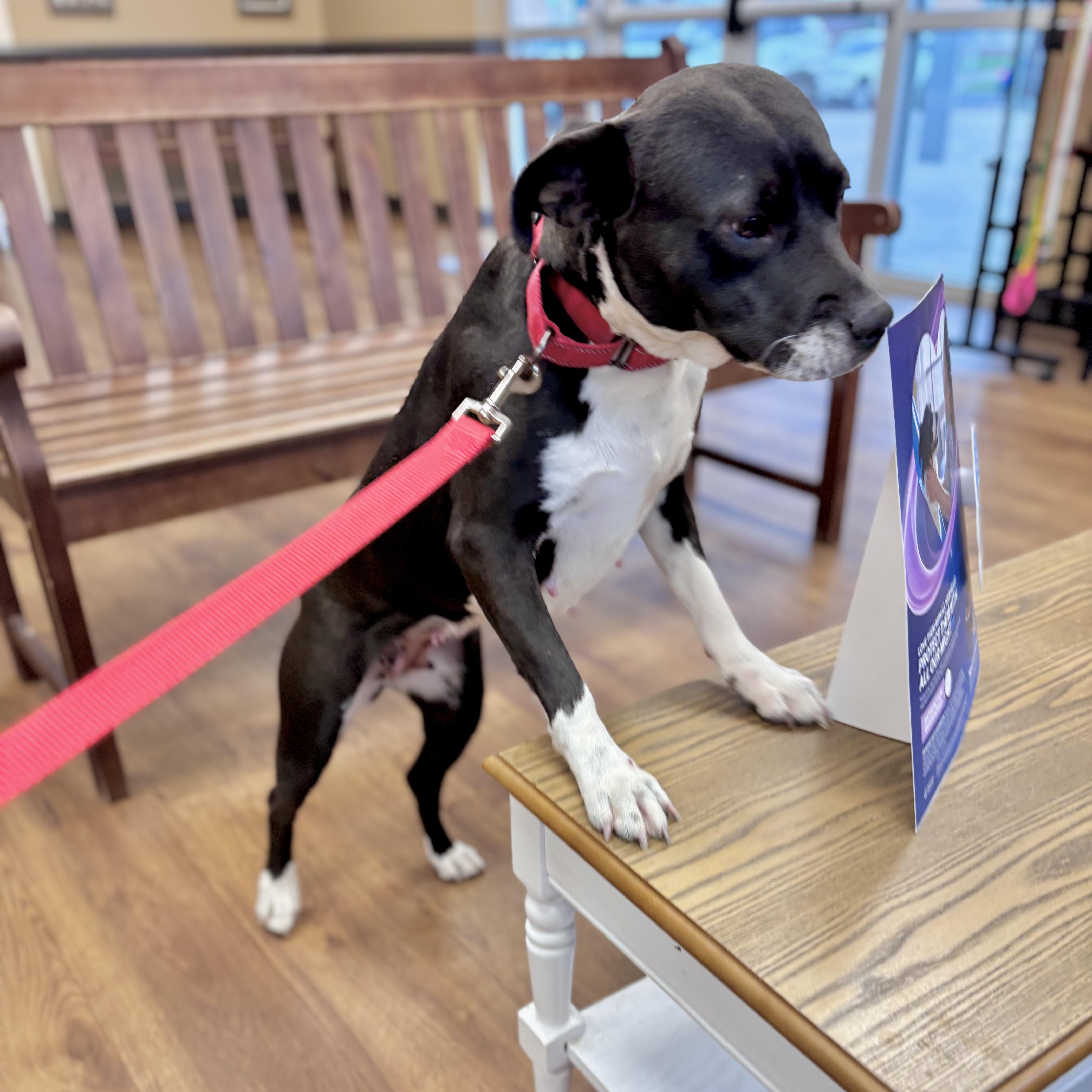 Satine, a Adoptable mixed breed in Ridgefield, NJ image 4/6
