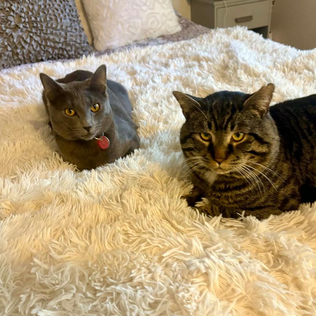 Brimley, Adoptable, Adult Male Domestic Short Hair.