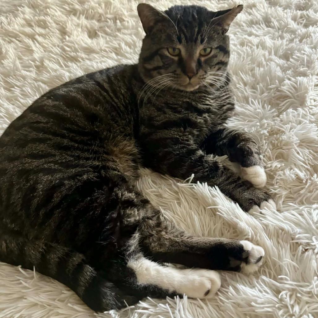 Enlarge Brimley, a Adoptable Domestic Short Hair in Calgary, AB image 2/6