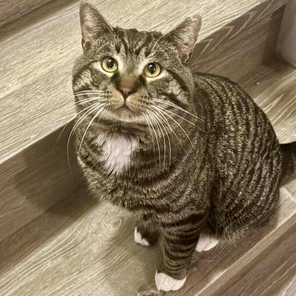 Enlarge Brimley, a Adoptable Domestic Short Hair in Calgary, AB image 3/6