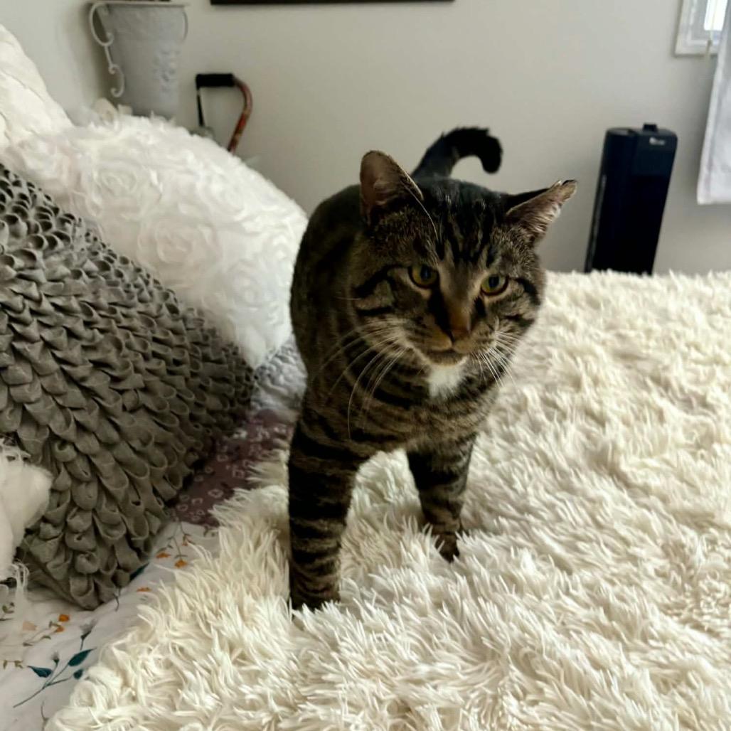 Enlarge Brimley, a Adoptable Domestic Short Hair in Calgary, AB image 4/6