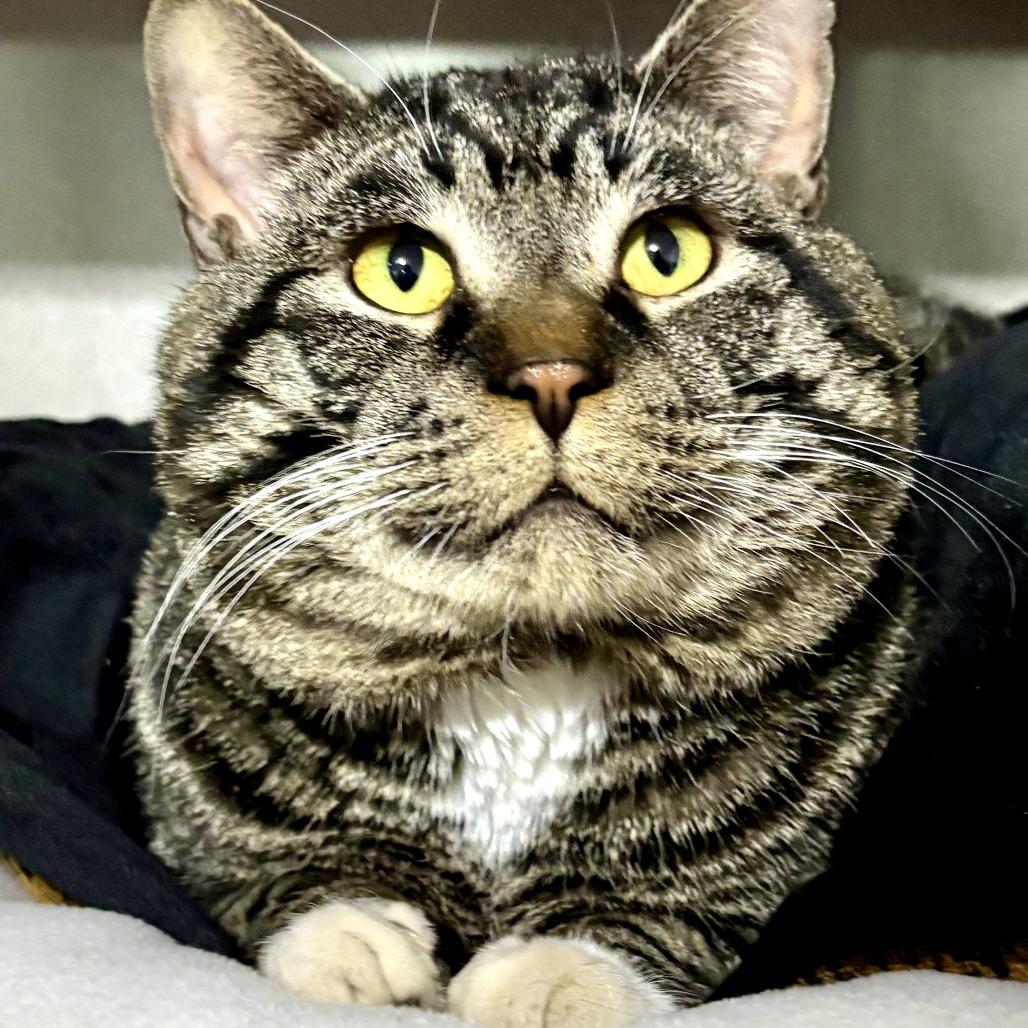 Enlarge Brimley, a Adoptable Domestic Short Hair in Calgary, AB image 5/6