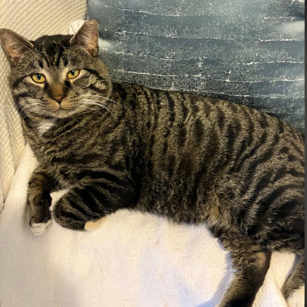 Enlarge Brimley, a Adoptable Domestic Short Hair in Calgary, AB image 6/6