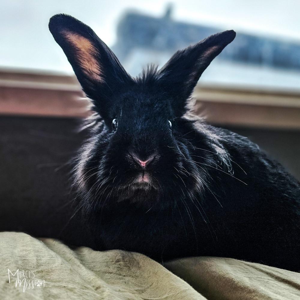 Black Rabbath, Adoptable, Adult Male Lionhead & American.