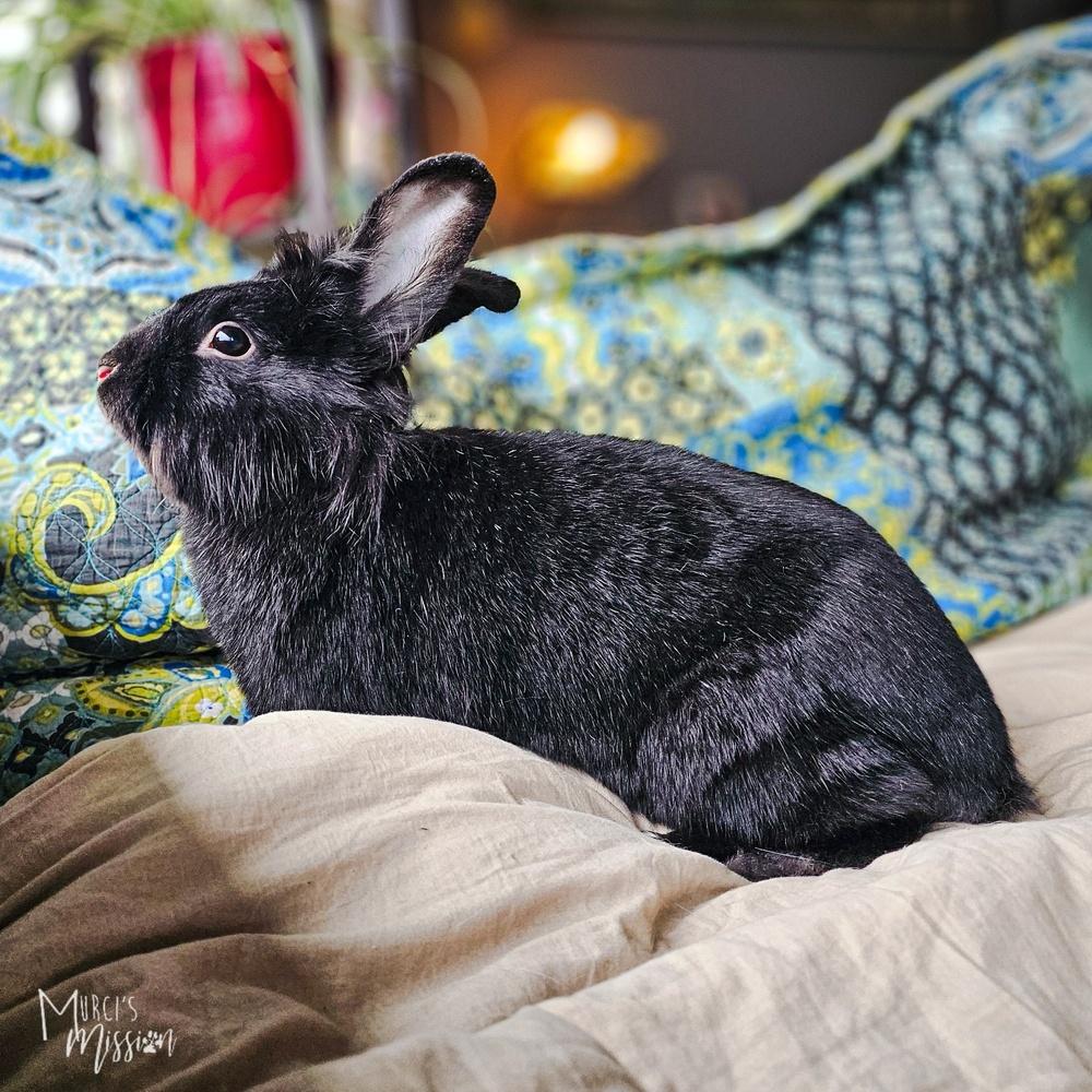 Enlarge Black Rabbath, a Adoptable mixed breed in Spokane , WA image 2/6