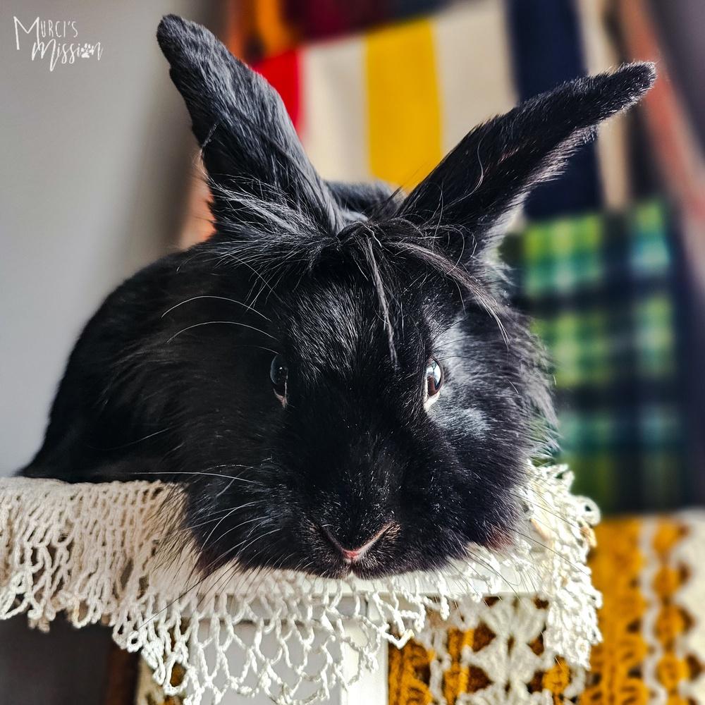 Enlarge Black Rabbath, a Adoptable mixed breed in Spokane , WA image 3/6