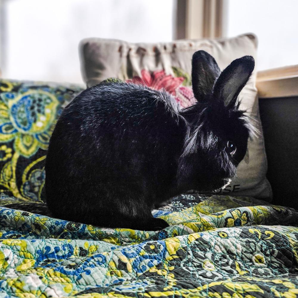 Enlarge Black Rabbath, a Adoptable mixed breed in Spokane , WA image 4/6