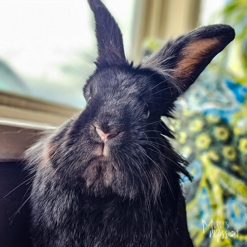 Enlarge Black Rabbath, a Adoptable mixed breed in Spokane , WA image 6/6