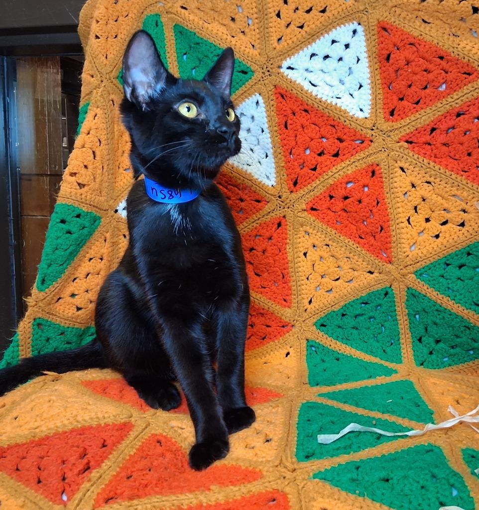 MICHAEL, Adoptable, Young Male Domestic Short Hair.