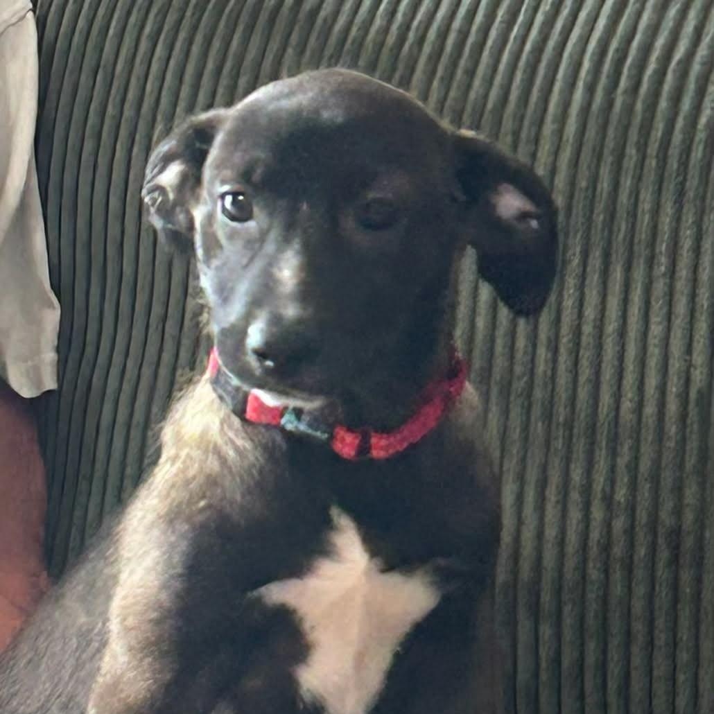 Marina del Rey, ADOPTABLE, Puppy Female Mixed Breed.