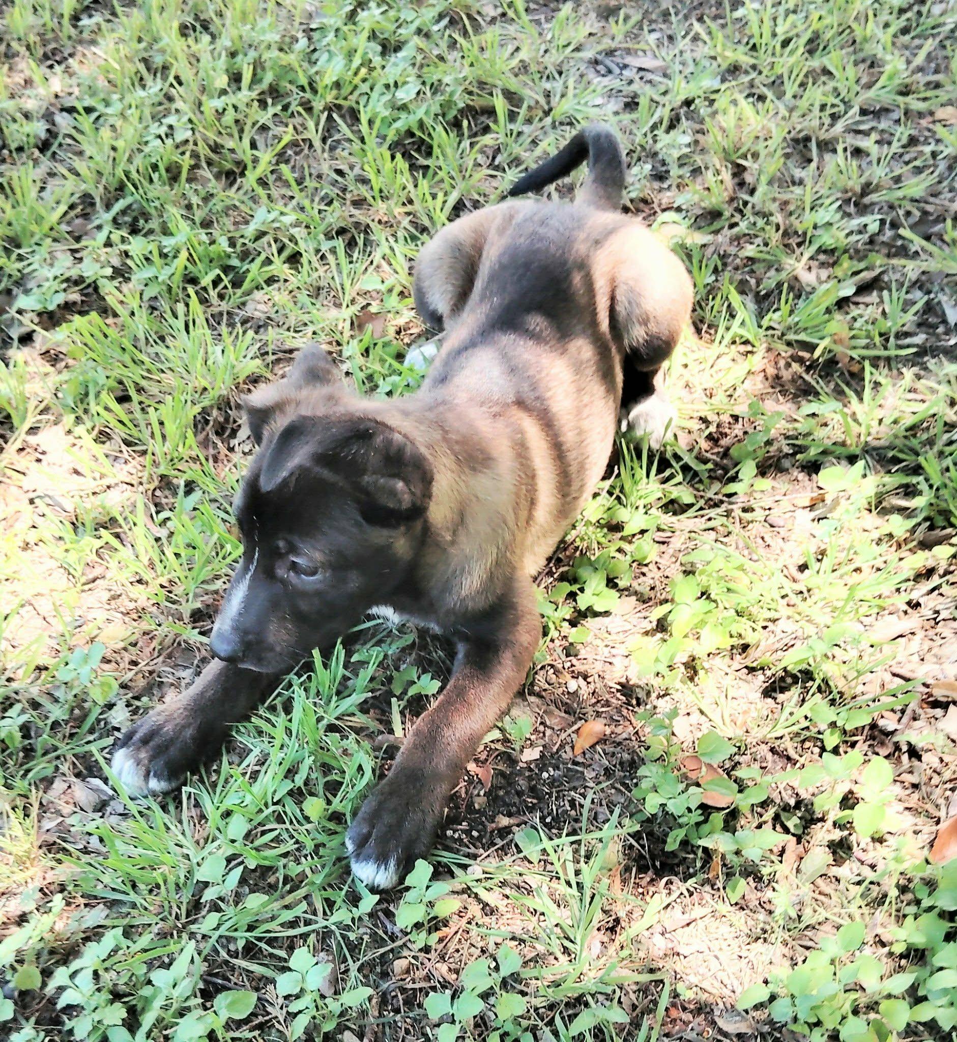 Enlarge Marina del Rey, a ADOPTABLE mixed breed in Paramus, NJ image 2/6