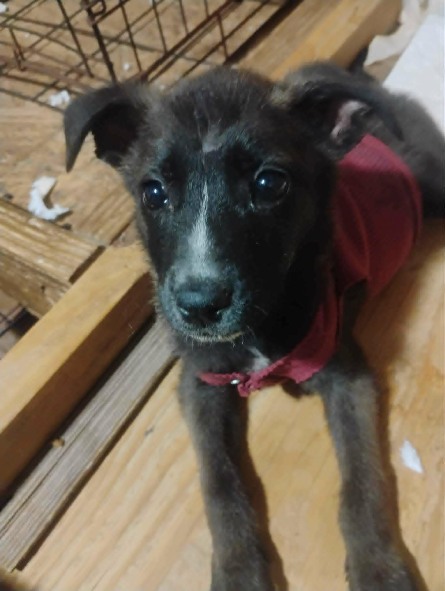 Enlarge Marina del Rey, a ADOPTABLE mixed breed in Paramus, NJ image 5/6