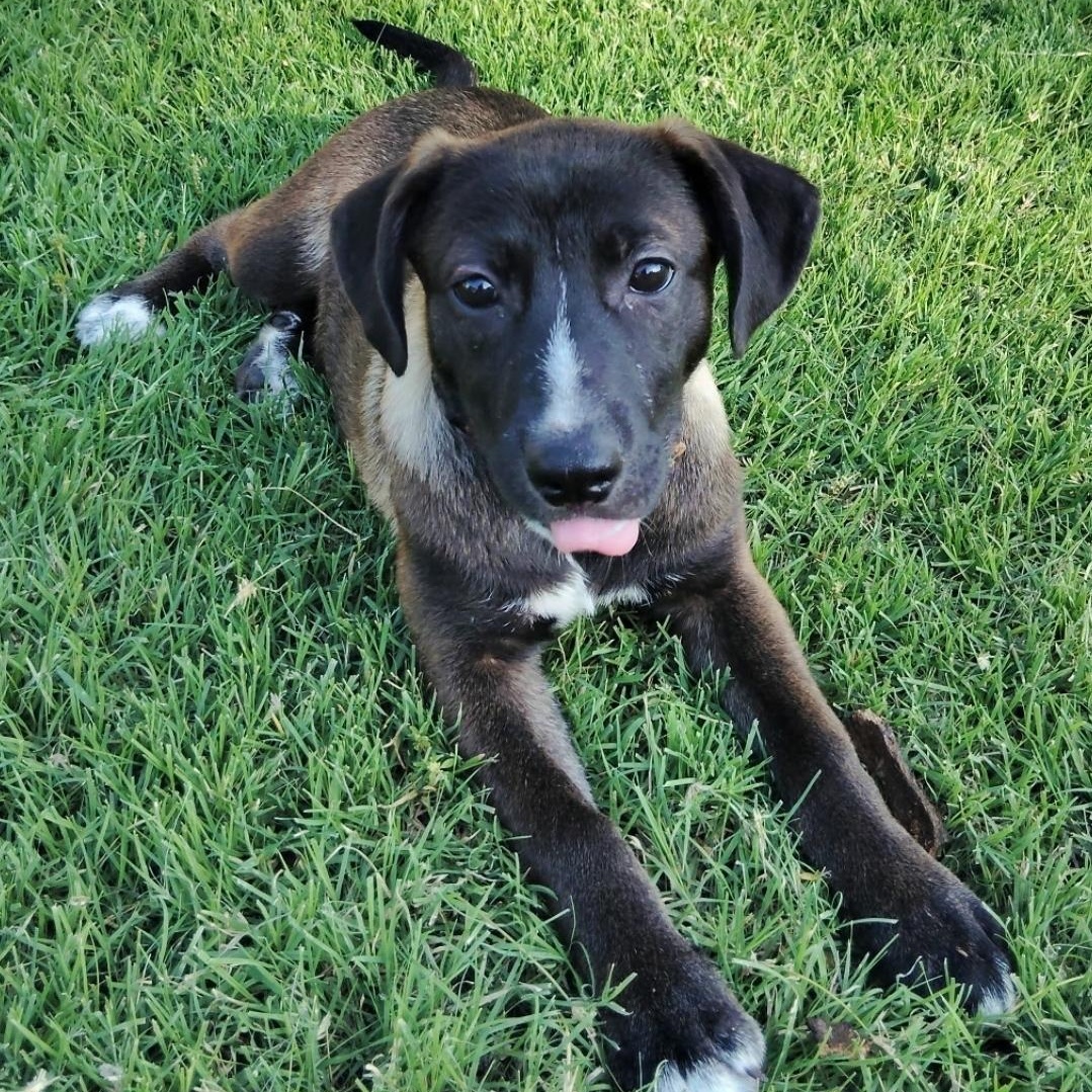 Marina del Rey, ADOPTABLE, Puppy Female Mixed Breed.