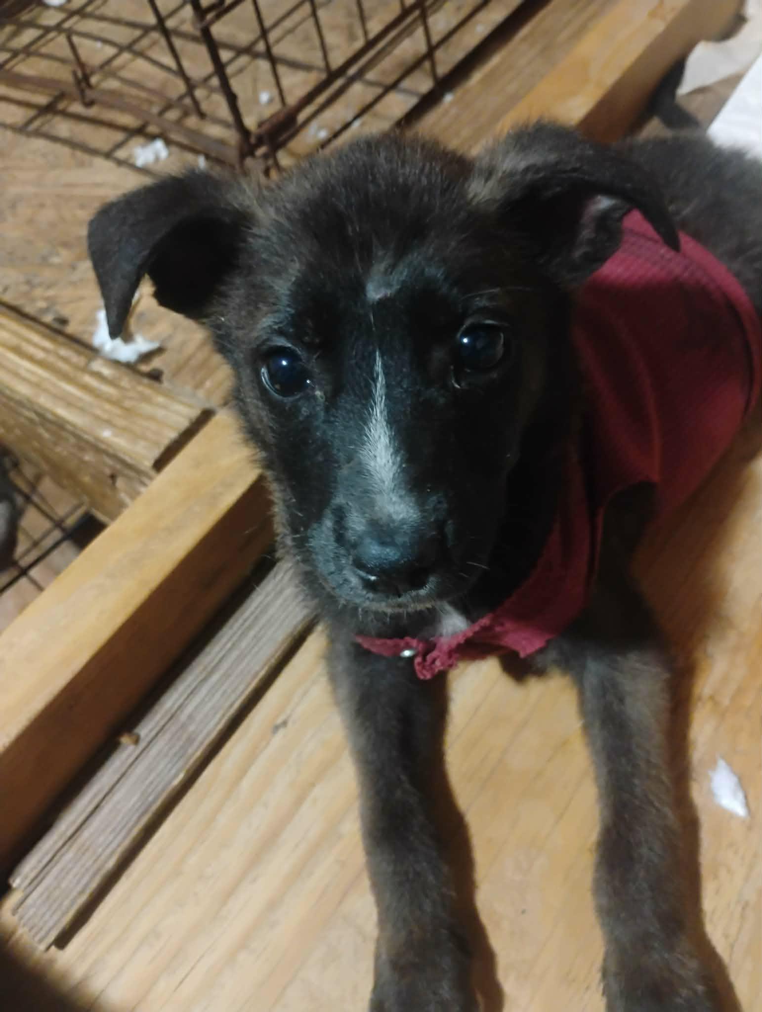 Enlarge Marina del Rey, a ADOPTABLE mixed breed in Paramus, NJ image 6/6