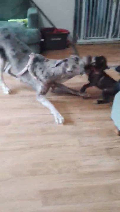 Enlarge Marina del Rey, a ADOPTABLE mixed breed in Paramus, NJ video 3/6