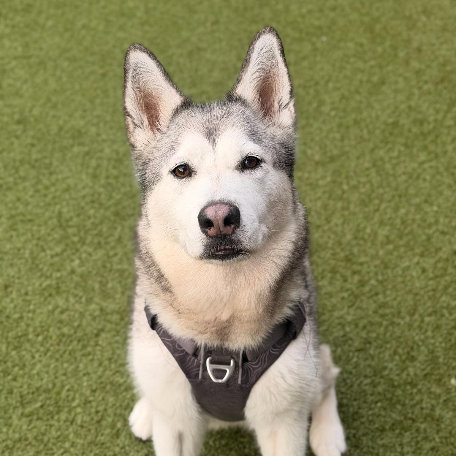 Enlarge Leia, a ADOPTABLE Husky in Mount Juliet, TN image 3/3