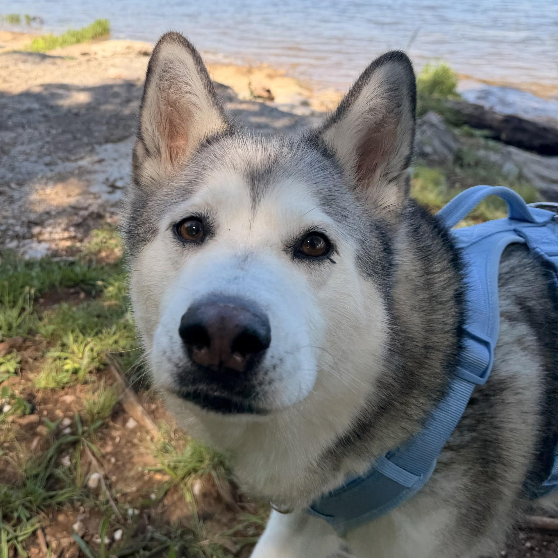 Leia, ADOPTABLE, Adult Female Husky.