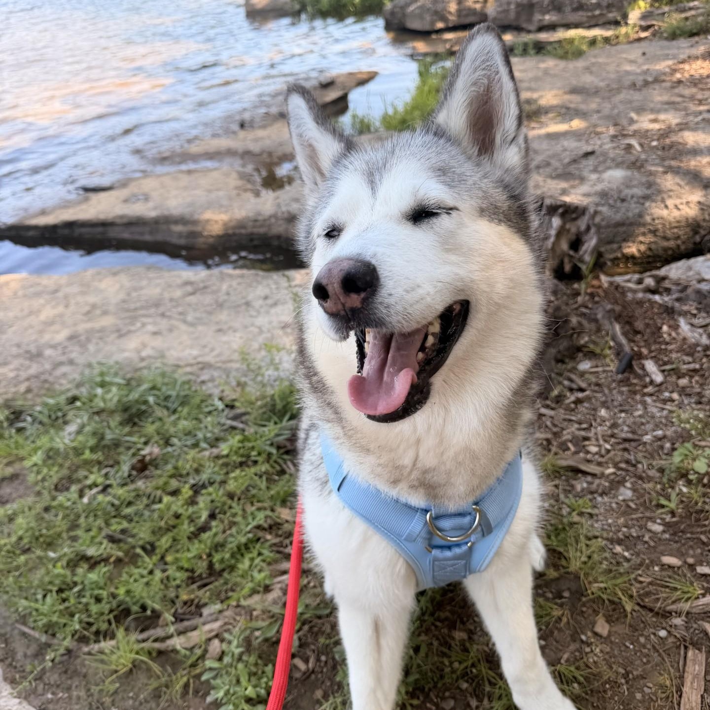 Enlarge Leia, a ADOPTABLE Husky in Mount Juliet, TN image 2/3