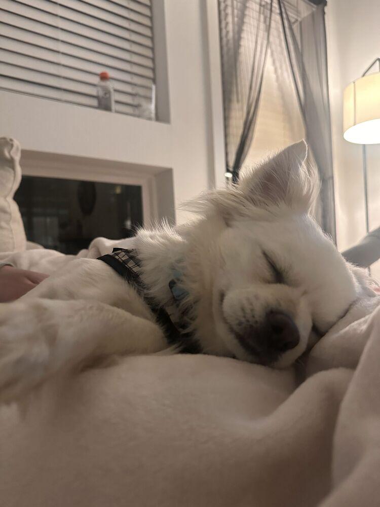 SUSHI, Adoptable, Adult Male Pomeranian & Chihuahua.