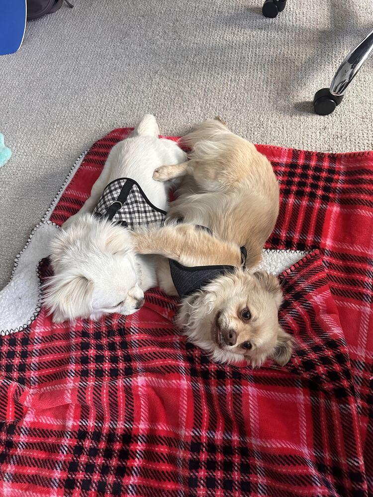 Enlarge SUSHI, a Adoptable mixed breed in Broomfield, CO image 2/6