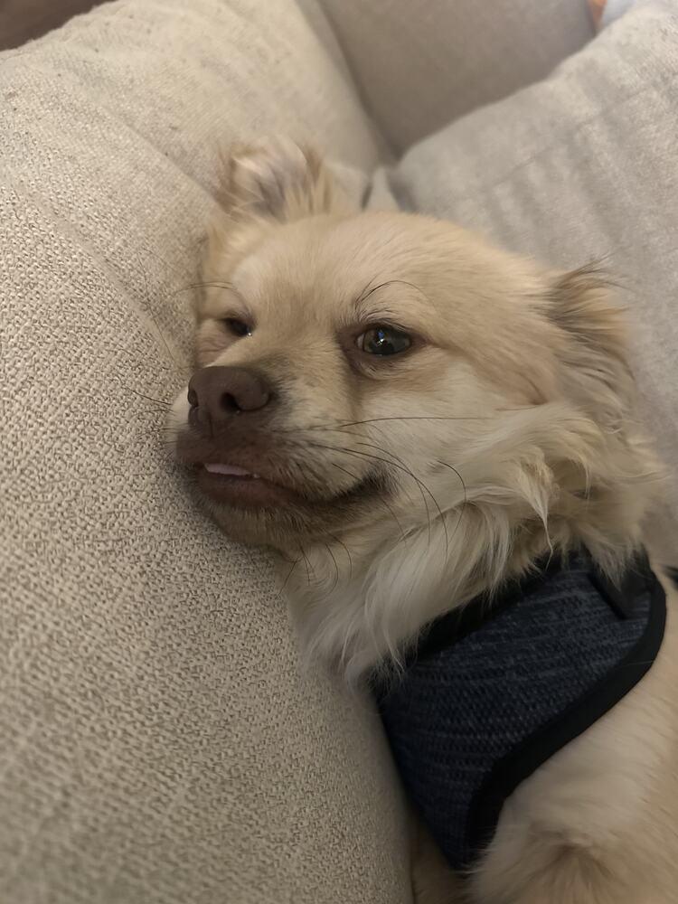 Enlarge SUSHI, a Adoptable mixed breed in Broomfield, CO image 3/6