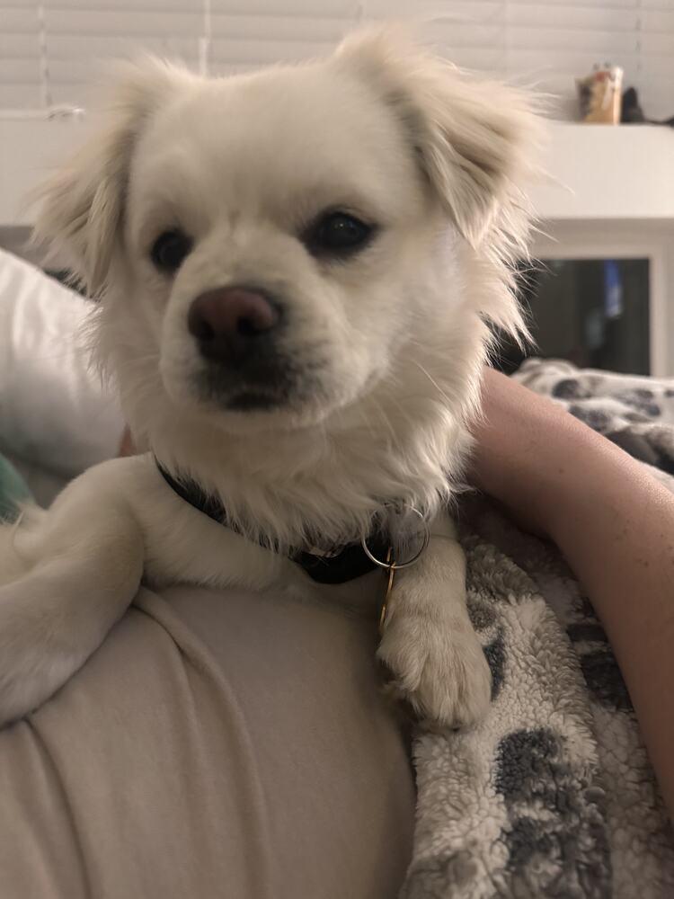 Enlarge SUSHI, a Adoptable mixed breed in Broomfield, CO image 4/6