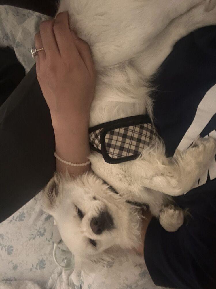 Enlarge SUSHI, a Adoptable mixed breed in Broomfield, CO image 5/6