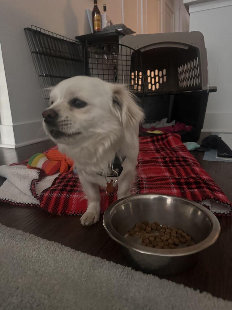 Enlarge SUSHI, a Adoptable mixed breed in Broomfield, CO image 6/6