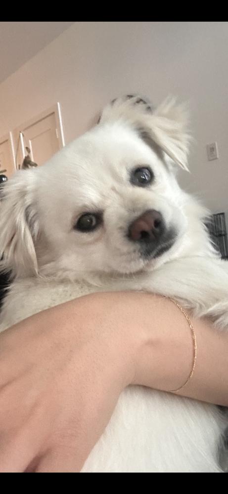 SUSHI, Adoptable, Adult Male Pomeranian & Chihuahua.