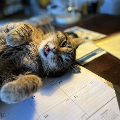 Nate, Adoptable, Adult Male Domestic Short Hair.