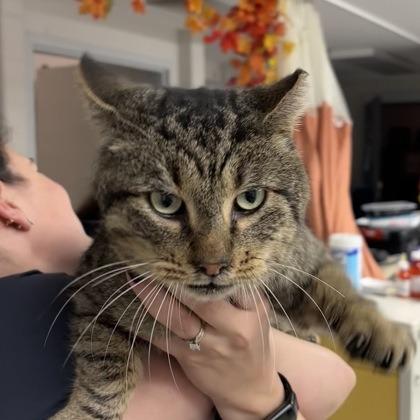 Nate, a Adoptable mixed breed in Indianapolis, IN image 2/3