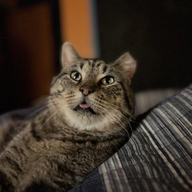 Nate, a Adoptable mixed breed in Indianapolis, IN image 3/3