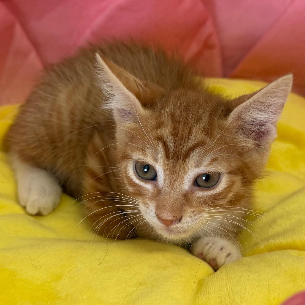 Cole (OT 2), Adoptable, Kitten Male Domestic Short Hair.