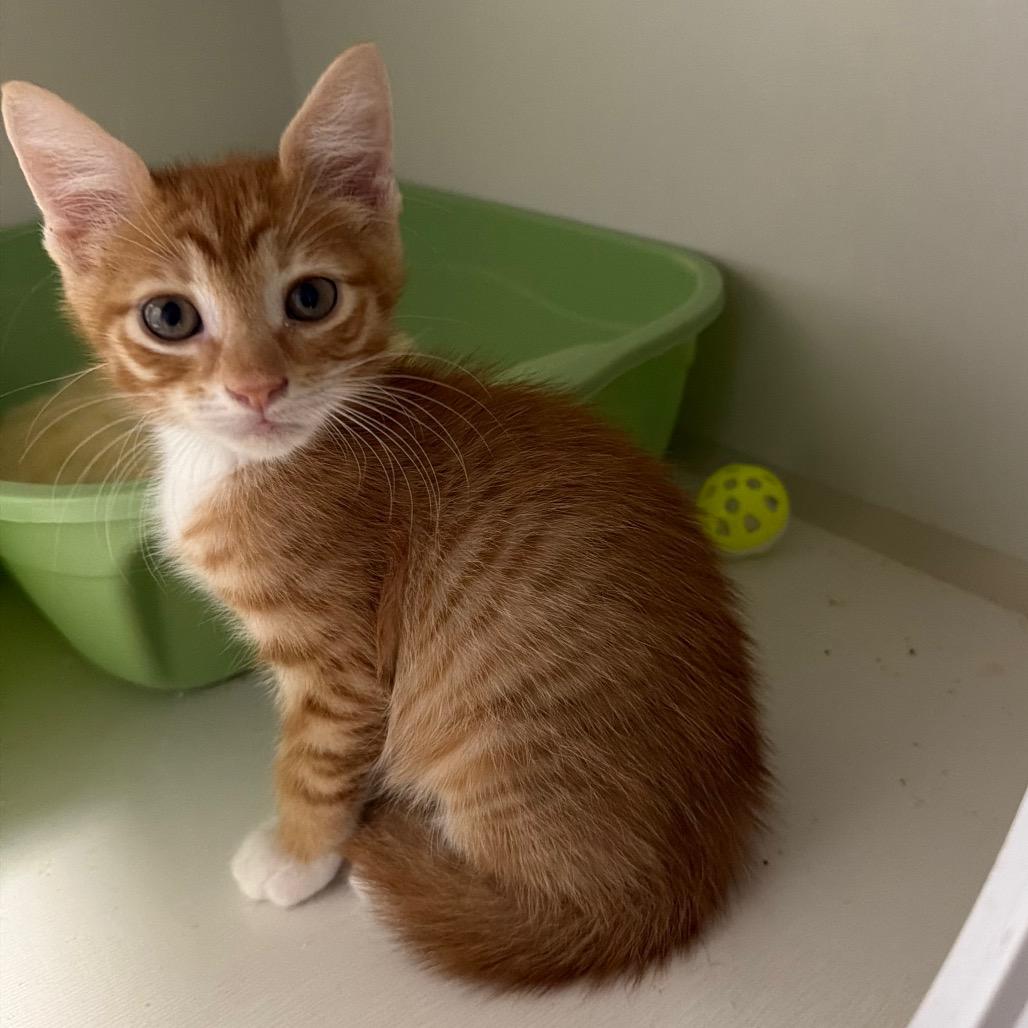 Enlarge Cole (OT 2), a Adoptable Domestic Short Hair in Floresville, TX image 2/2