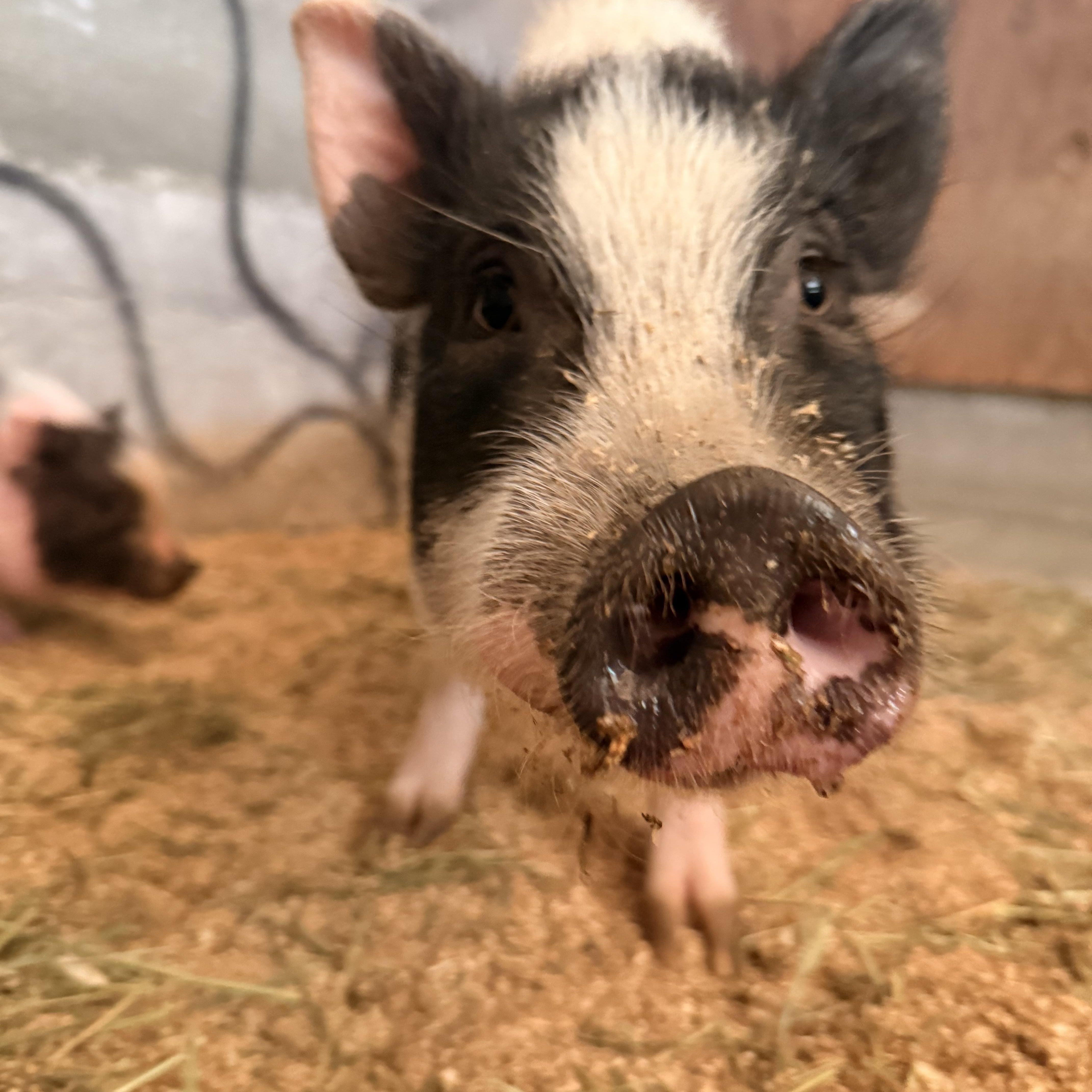Pickles, Adoptable, Young Male Pot Bellied & Vietnamese Pot Bellied.